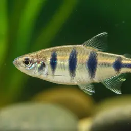 Barred Danio, photo 6