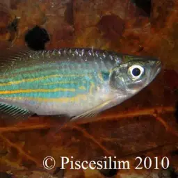 Queen Danio
