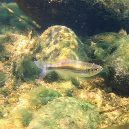 Queen Danio, photo 2
