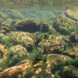 Queen Danio, photo 3