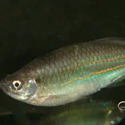 Queen Danio, photo 4