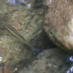 Queen Danio, photo 5