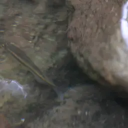 Queen Danio, photo 6