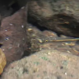 Queen Danio, photo 7