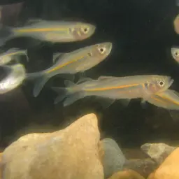 Queen Danio, photo 8