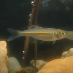 Queen Danio, photo 9