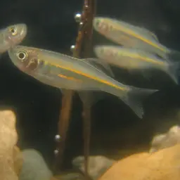 Queen Danio, photo 10
