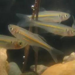 Queen Danio, photo 11