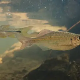 Queen Danio, photo 12