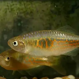 Giraffe Danio