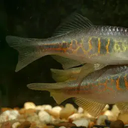 Giraffe Danio, photo 2