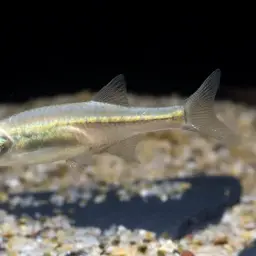 Purple Cypris
