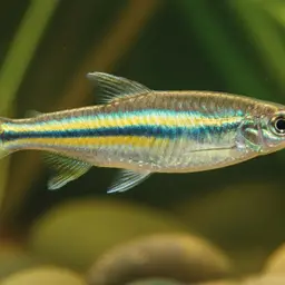 Burmese Danio