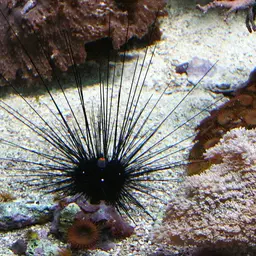 Long-Spined Urchin