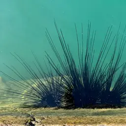 Long-Spined Urchin, photo 2
