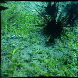 Long-Spined Urchin, photo 3