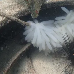 Long-Spined Urchin, photo 4