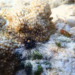 Long-Spined Urchin, photo 5