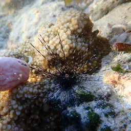 Long-Spined Urchin, photo 6