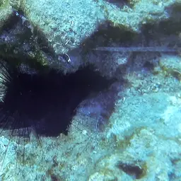 Long-Spined Urchin, photo 7