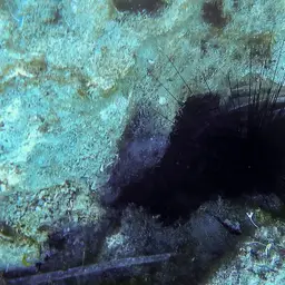 Long-Spined Urchin, photo 8