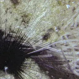 Long-Spined Urchin, photo 9