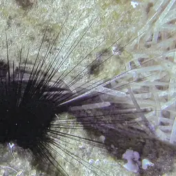 Long-Spined Urchin, photo 10