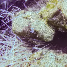 Long-Spined Urchin, photo 11