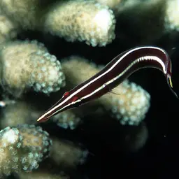 Urchin Clingfish