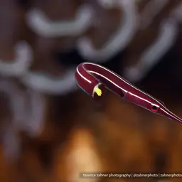 Urchin Clingfish, photo 2