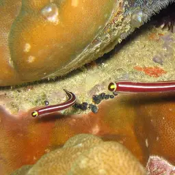 Urchin Clingfish, photo 3
