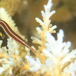 Urchin Clingfish, photo 4