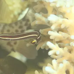 Urchin Clingfish, photo 5