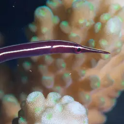 Urchin Clingfish, photo 6