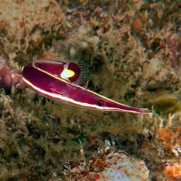 Urchin Clingfish, photo 7