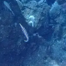 Urchin Clingfish, photo 8