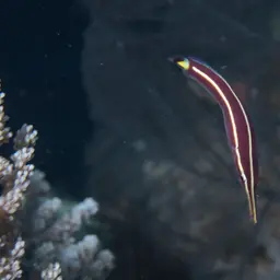 Urchin Clingfish, photo 9