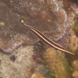Urchin Clingfish, photo 10