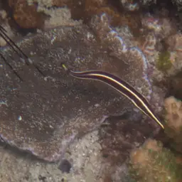 Urchin Clingfish, photo 11