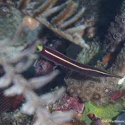 Urchin Clingfish, photo 12