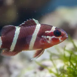 Diagonal-lined Wrasse, photo 6