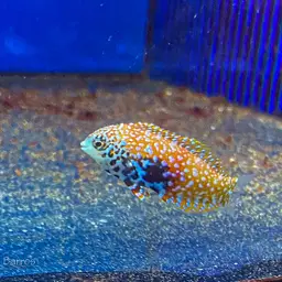 Vermiculate Wrasse, photo 2