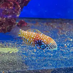 Vermiculate Wrasse, photo 3