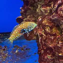 Vermiculate Wrasse, photo 4