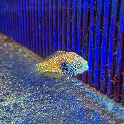 Vermiculate Wrasse, photo 5