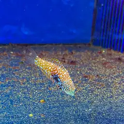 Vermiculate Wrasse, photo 6
