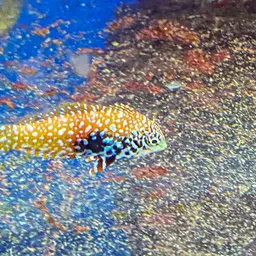 Vermiculate Wrasse, photo 7