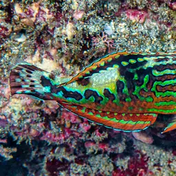 Vermiculate Wrasse, photo 8