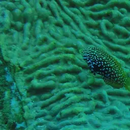 Vermiculate Wrasse, photo 9