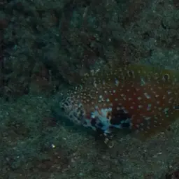 Vermiculate Wrasse, photo 10